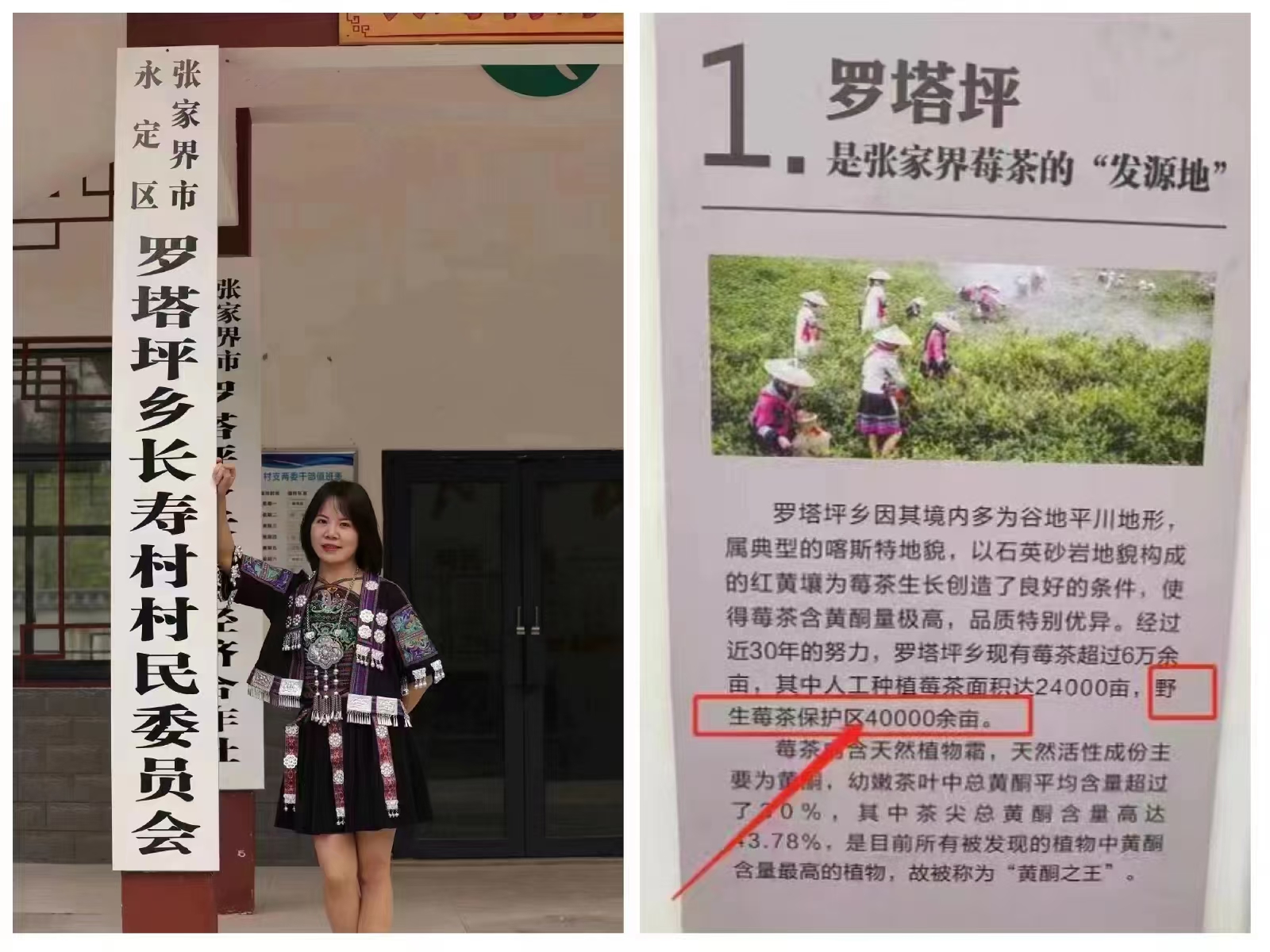 张家界永定区罗塔坪乡长寿村 · 小静莓茶野生产区 · 武陵深山自然环境